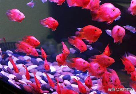 紅鸚鵡魚|鸚鵡魚飼養的5個小技巧 